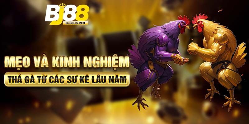 Mẹo và kinh nghiệm thả gà từ các sư kê lâu năm